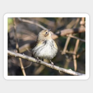 Yellow rumped warbler Sticker